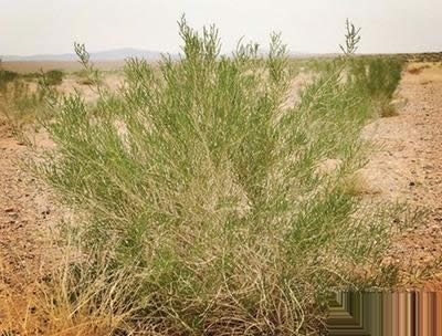 ֧����Λρɭ��