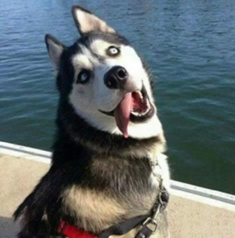 �Pӛ���P�C